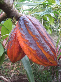 Theobroma cacao pod on the branch